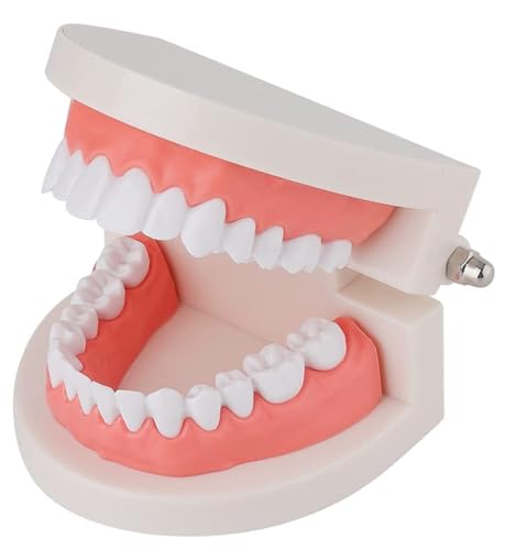 Dental Teeth Model | Premium Typodont, Denture Demonstration Model | Master Dental Anatomy With This Dental Model