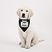 2 Pack Funny Boy Dog Balls Bones Bitches Dog Bandana Over The Collar Pet Bandana (Balls Bones Bitches 2 Pack)