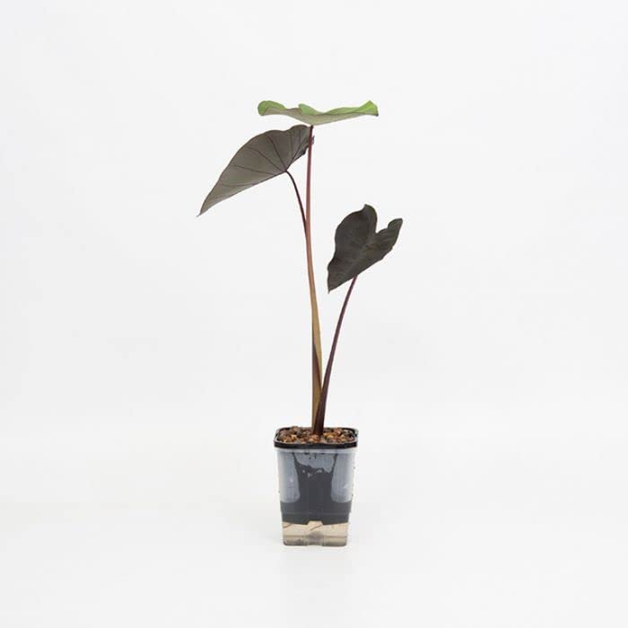 Amazon.com : Green Taro | Elephant Ears Plant for Ponds and Garden : Patio,  Lawn & Garden