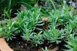 100 Tarragon - French / Kitchen / Common / Dragons Wort - Artemisia Dracunculus Flower Herb Seeds #TOP5