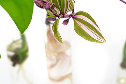 Propagation Tubes | 3x | Met Random Cuttings - Afbeelding 4