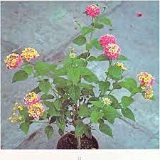 Grun | Lantana Flower Plant Live Butterfly Flower with Pot (B095N75RKK) Amazon Price History, Amazon Price Tracker