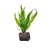 SubstrateSource Live Planted Decor - Java Fern on...