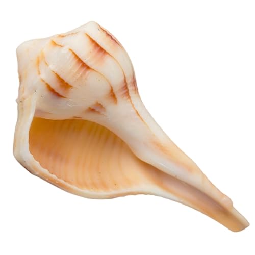 Dakshinavarti Shankh White Valampuri Sangu Pooja Shankh Original Right Hand Lakshmi Conch Rare for Worship Hindu Religious Natural Abhishek Shankh Shell Sangu Small 1.5