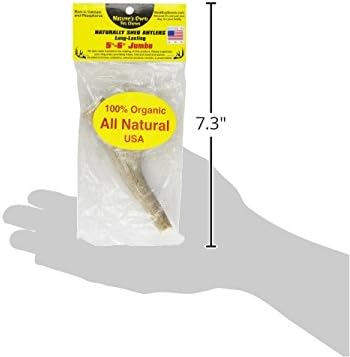 Jumbo Shed Elk Antler 5-6 Inches