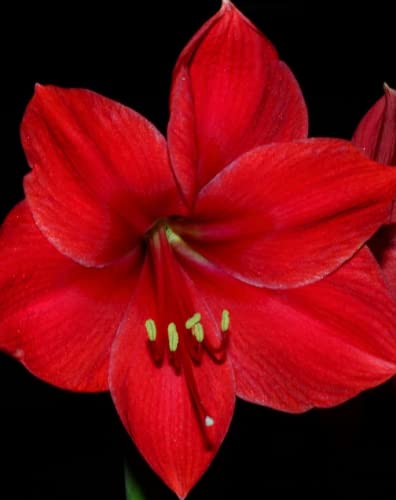 Image of Amaryllis Exotic Bulb x 1 - Varieties - Great Gift for Any Occasion (Royal Red)