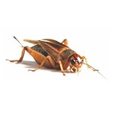 Essex Reptile Livefood - Medium Silent Crickets (10-15mm) - Eco Pack of 100 - Feeder Insects for Reptiles - Biodegradeable Packaging - Letterboxable
