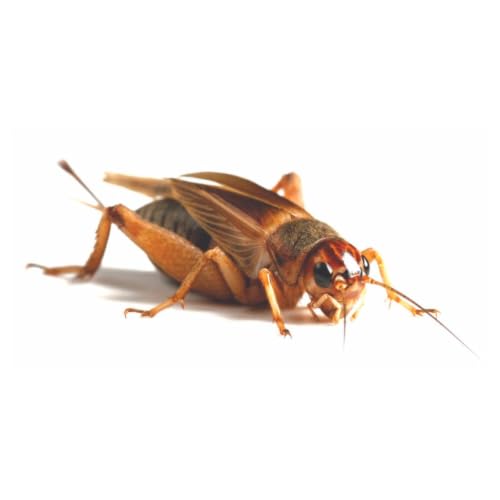 Essex Reptile Livefood - Medium Silent Crickets (10-15mm) - Eco Pack of 100 - Feeder Insects for Reptiles - Biodegradeable Packaging - Letterboxable