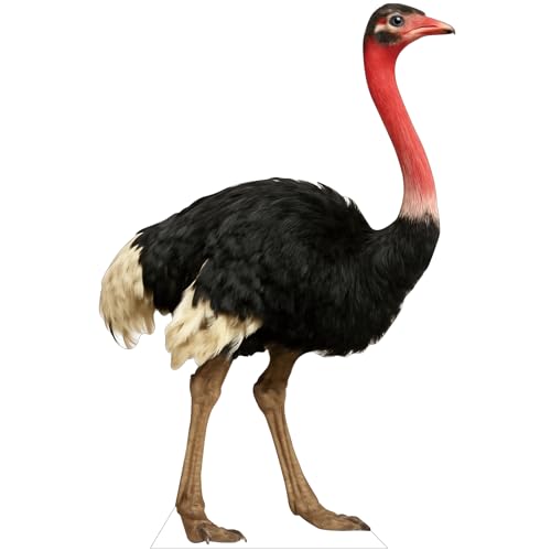 Image of Ostrich 4FT Life Size Cardboard Cutout, Standup, 1 PC, for Events | Ostrich Cardboard Cutout for Birthday Parties, Photo Backdrops, Party Decor, Animal Standup for Celebrations & Events