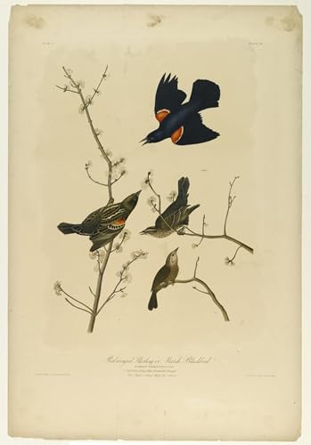 Toile Marsh Blackbird Audubon pour créer une ambiance nature dans la chambre