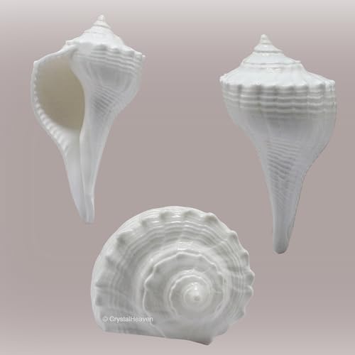 Image of Certified Dakshinavarti Shankh Original - Large Sankha for Puja Shell for Rituals and Decor - Authentic Dakshinavarti Shankh for Sacred Ceremonies Conch Sea Shell