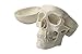 Zgood Mini Human Medical Anatomical Head Bone Skull Bone Model