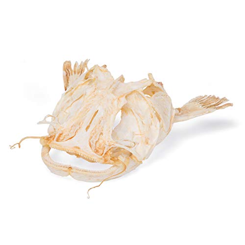 Image of 3B Scientific GmbH T30030 Catfish Skull
