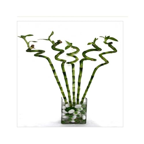 CAPPL 80 cm Spiral Shaped Bamboo Stick for Good Luck for Home Décor, Office Desk Plants, Indoor Decoration, Feng Shui (6 Sticks, Without Container)