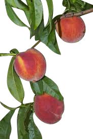 Dwarf Patio Fruit Tree - Peach - Approx 75cm Tall -