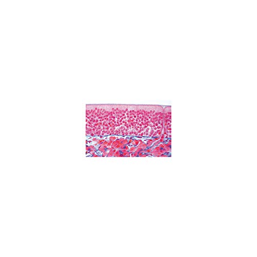 Image of 3B Scientific GmbH W13318S Sensory Organ -Spanish