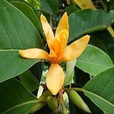 Swarna champa grafted live plant, live grafted plant for swarna champa (pack of 1) (B0CVS36XP3) Amazon Price History, Amazon Price Tracker