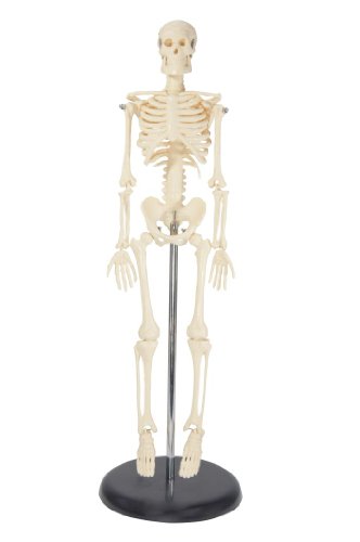 My First Skeleton (Tiny Tim) 16 1/2 Plastic Model by Anatomical Chart Company