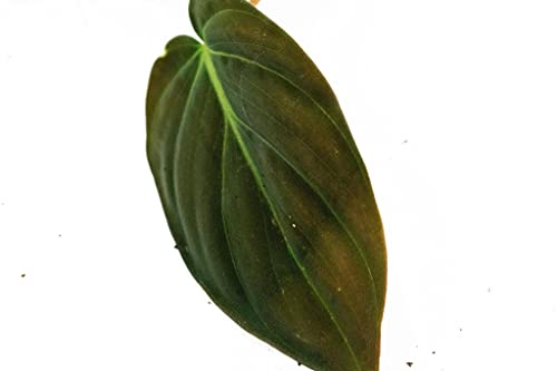 Philodendron Micans | Ø14 cm - Afbeelding 4