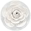 White Camellia