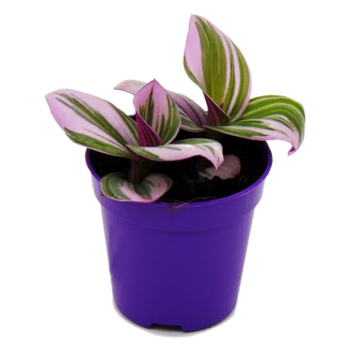 Exotenherz Mini-Pflanze Dreimasterblume Tradescantia 'Nanouk' pflegeleichte hängende Zimmerpflanze 5,5cm Topf