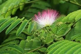 Don't touch me plant seeds (10 seeds)-image-33