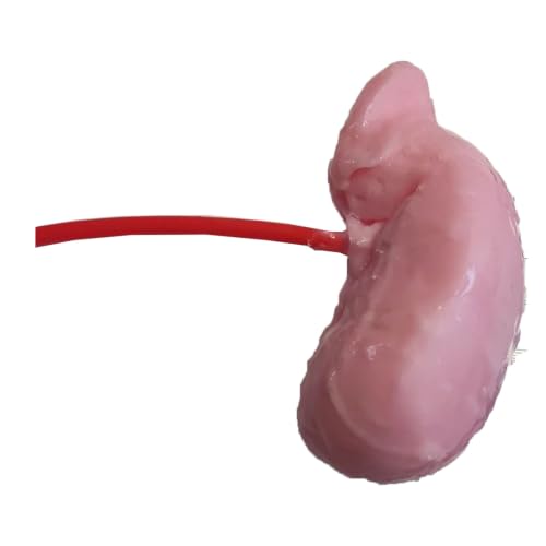 Modelo de entrenamiento laparoscópico de riñón diseñado para perfeccionar la práctica médica