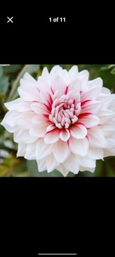 Image of SVG Imported Dahlia Flower Bulbs for Your Home and Gardening Pack of 2 Bulbs (mixedcolor)