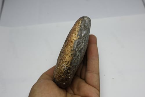 Image of Ammonite Fossil Cretaceous Fossils Fossils from Morocco Fossil Rock Ammonites Fossil A301