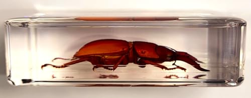 Image of 2.9 inch Real Golden Dorcus Titanus Platymelus Stag Beetle in Crystal Clear Lucite Resin Specimen Preserved Insect Taxidermy Collection for Biology Science Education & Desk Ornament Display Supplies