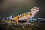 adrium Poster-Bild 60 x 40 cm: Leopardgecko auf schwarzem 