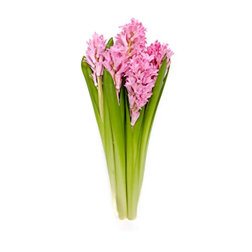 Floral Hyacinth 5 Stem, 1 EA