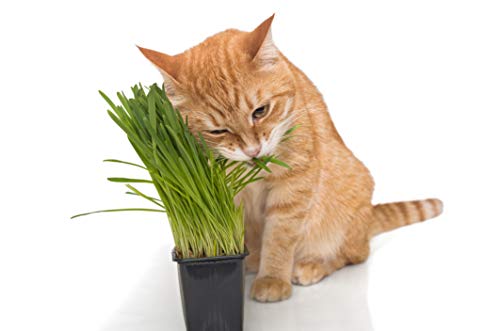 Cat Grass Seeds to Grow Grass for Cats to Eat - Perfect for Indoor Planter - Non GMO Wheat Grass Seeds