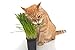 R.E.C. Cat Grass Seeds to Grow Grass for Cats to Eat - Perfect for Indoor Planter - Organic Non GMO Wheat Grass Seeds