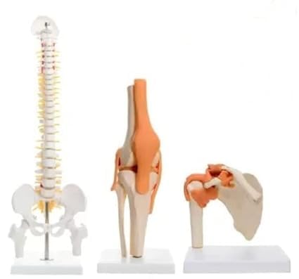 KAY KAY INDUSTRIES Spine Knee Shoulder Bone Model Combo Set with Premium Quality and Medical Accuracy (B0B38LZLWY) Amazon Price History, Amazon Price Tracker