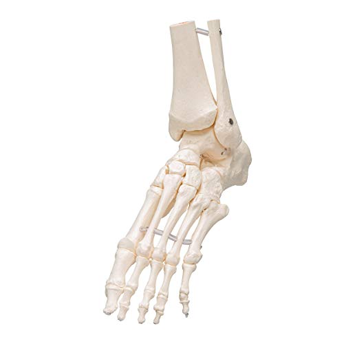 3B Scientific 1019358 A31/1 Foot Skeleton-Flexibly W/Portions Of Tibia- Fibula thumb #9