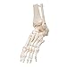 3B Scientific A31/1 Foot Skeleton-flexibly w/portions of Tibia- Fibula - 3B Smart Anatomy
