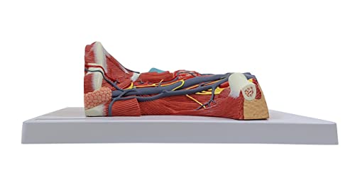 Axis Scientific Human Neck and Throat Anatomy Model | Life-Size Anatomical Model with Muscles, Arteries, Veins, Cartilage, and Bones | Includes Base and Full-Color Product Manual