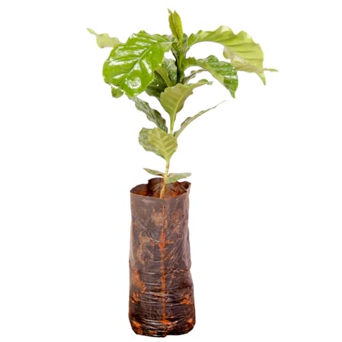 Genérico, Muda de Cafe Arara 20 a 40cm AMK - Plantas Online