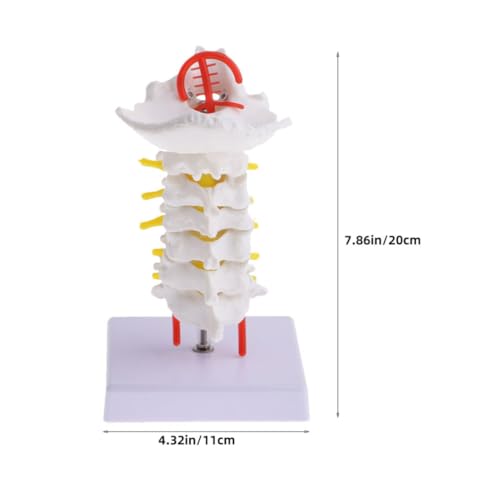 Modelo cervical de columna vertebral interactivo para aula de anatomía en PVC 2