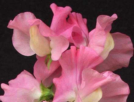 PAPCOOL Pink Nines Spencer Type Sweet Peáº¡ Pink, Pink, Pink!! 10 S-E-E-Ds