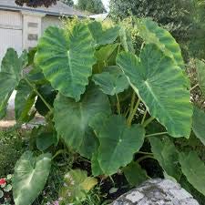 1 Bulb 18/+" Colocasia Esculenta Mammoth Elephant Ear Flower #HTG