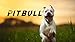 Pitbull