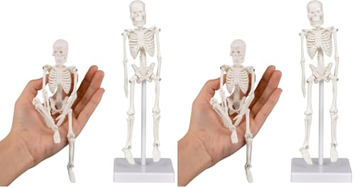 Image of Mini Skeleton Model, 7.8 inch Small Anatomy Skeleton Figure, Movable Arms and Legs, Human Body Model with Base, Human Bones for Teaching Tool, Decoration (Pack of 2)