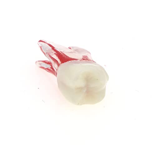 Debksgeoti DETESI-20230331-M8007 5Pcs Dental Root Canal Pulp Cavity Teeth Model Endodontic Practice Rct Typodont M8007 11# 14# 16# 21# 33# 34# 35# 36# 44# 45# Practicing Study Teach thumb #6