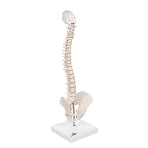 Image of 3B Scientific A18 /21 Mini Human Spinal Column Model - Flexible, On Base, 17.3 inch Height