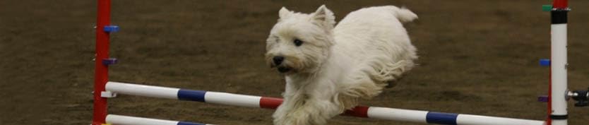 Canipur hepafit - Ergänzungsfuttermittel für Hunde bei Lebererkrankungen -150g
