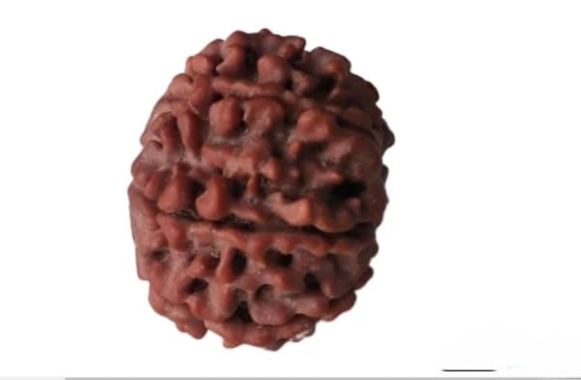 Saptmukhi Rudraksha Bead, Original Certified
