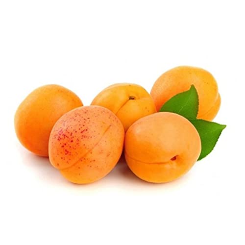 Apricot Jordan 500 g Approx.