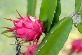 Image of Hybrid Red Dragon fruit live Plant (Pack of 1) Red Skin Plant for Home Garden